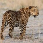 ପାକିସ୍ତାନରେ ସର୍ବେସର୍ବା ସେନା ହେବ କି ?