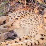 କାଶ୍ମୀର ଟାଇମ୍ସ ଅଫିସରେ ଚଢଉ: ବନ୍ଧୁକ ଓ ଗୁଳି ଜବତ କଲା ପୁଲିସ