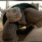 ବିହାର ବିଧାନସଭା : ବାଚସ୍ପତି ହୋଇ ପାରନ୍ତି ପ୍ରେମ କୁମାର