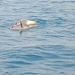 ଏସଆଇଆର ବନ୍ଦ କରିବା ଲାଗି ନିର୍ବାଚନ କମିସନଙ୍କୁ ପତ୍ର ଲେଖିଲେ ପଶ୍ଚିମବଙ୍ଗ ମୁଖ୍ୟମନ୍ତ୍ରୀ ମମତା ବାନାର୍ଜୀ