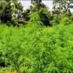 ଗୋଟିଏ ଦିନରେ ଏଏସଓ, ଆରଆଇ ପରୀକ୍ଷା; ଦ୍ଵନ୍ଦ୍ଵରେ ଛାତ୍ରଛାତ୍ରୀ