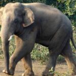 ଜିଲ୍ଲାପାଳ-ଏସପି ସମ୍ମିଳନୀ: ଫିଲ୍ଡ ଭିଜିଟ କରିବାକୁ ମୁଖ୍ୟ ଶାସନ ସଚିବଙ୍କ ପରାମର୍ଶ