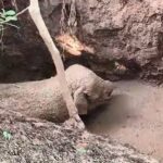 ଆସନ୍ତା୨୩ରେ ଇସ୍କନର ଅଦିନିଆ ରଥଯାତ୍ରା