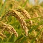 ବନ୍ଧା ହେଲା ନକଲି ପୁଲିସ କନଷ୍ଟେବଳ