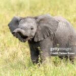 ଚନ୍ଦ୍ରଭାଗାରେ ବୁଲୁଛି କୁମ୍ଭୀର: ପର୍ଯ୍ୟଟକ ଭୟଭୀତ