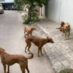 ଚତୁର୍ଥ ଟି-୨୦ ଜିତି ୨-୧ରେ ଆଗୁଆ ଭାରତ