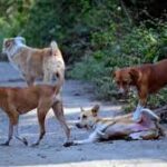 ଦିଲ୍ଲୀରେ ବାୟୁ ପ୍ରଦୂଷଣ ଉଦବେଗଜନକ: ଘରେ ରହି କାମ କରିବେ ୫୦% କର୍ମଚାରୀ