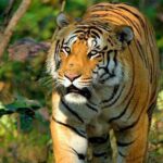 ପୀତବାସ ପଣ୍ଡା ହତ୍ୟା ମାମଲା: ବ୍ରହ୍ମପୁର କାରାମଣ୍ଡଳରେ ସରିଲା ଅଭିଯୁକ୍ତଙ୍କ ଟିଆଇ ପରେଡ୍