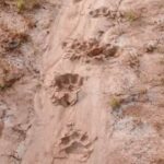 ସ୍ତ୍ରୀ, ଶାଶୂ, ଶଶୁରଙ୍କୁ କଟୁରୀରେ ହାଣିଲା ଜ୍ବାଇଁ