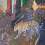 ବସ୍‌-ଟ୍ରକ୍‌ ମୁହାଁମୁହିଁ ଧକ୍କା : ୧୬ ମୃତ