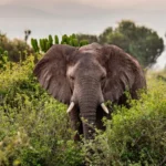 ୮ ଦିନ ପରେ ନିଖୋଜ ରାତ୍ର ଜଗୁଆଳିଙ୍କ ମୃତଦେହ ଉଦ୍ଧାର, ହତ୍ୟା ଅଭିଯୋଗ