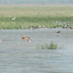 ବାଂଲାଦେଶୀ ସନ୍ଦେହରେ ୮ ଜଣଙ୍କୁ ଉଠାଇ ନେଲା ପୋଲିସ