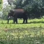 ନିତିନ ନବୀନ ହେଲେ ବିଜେପିର ନୂତନ କାର୍ଯ୍ୟକାରୀ ସଭାପତି