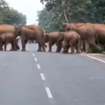 ଜନ୍ମଦିନରେ ସୋନିଆ ଗାନ୍ଧୀଙ୍କୁ କୋର୍ଟରୁ ନୋଟିସ୍‌