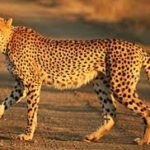 ସର୍ଗୀମୁଣ୍ଡା ଗାଁରେ ୧୫ ମେଣ୍ଢାକୁ ମାରି ଖାଇଲା କଲରାପତରିଆ ବାଘ