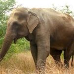 ବାଲେଶ୍ଵର ଜିଲ୍ଲା ମୁଖ୍ୟ ଚିକିତ୍ସାଳୟରେ ଅଗ୍ନିକାଣ୍ଡ