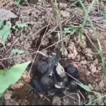 ଅନିର୍ଦ୍ଦିଷ୍ଟ କାଳ ପାଇଁ ଧାରଣା ଦେଲେ କନିଷ୍ଠ ଶିକ୍ଷକ