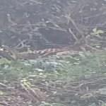 ପୋଲ ତଳକୁ ଖସିଲା ବାଇକ୍ ୨ ମୃତ