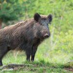 ମହାନଦୀ ପ୍ରସଙ୍ଗ: କ୍ଷେତ୍ର ପରିଦର୍ଶନ ଲାଗି ଛତିଶଗଡ ଯିବେ ଓଡିଶାର ଟିମ