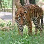 ଆଜି ଗଜପତି ମହାରାଜ ଦିବ୍ୟସିଂହ ଦେବଙ୍କ ପୁଷ୍ୟାଭିଷେକ…