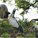 ସେୟାର ଟେଡ୍ରିଂ ଆଳରେ ୪୦ କୋଟି ଠକେଇ; ଅଭିଯୁକ୍ତ ଗିରଫ