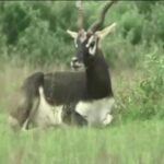 ଭିଜିଲାନ୍ସ ଜାଲରେ ଏସସିବି ଡାକ୍ତର