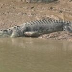 ଲିଙ୍ଗରାଜଙ୍କ ନୀତିକାନ୍ତି ବନ୍ଦ ପ୍ରସଙ୍ଗରେ କାର୍ଯ୍ୟନିର୍ବାହୀ ଅଧିକାରୀଙ୍କ ବିରୋଧରେ ଲିଖିତ ଅଭିଯୋଗ