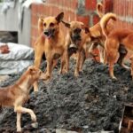 ହବିବି ନଗରରେ ବିସ୍ଫୋରଣ, ଗୋଟିଏ ପରିବାରର ୩ ମୃତ, ୨ ଆହତ