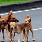 ପ୍ରୟାଗରାଜରେ ଟ୍ରେନିଂ ବେଳେ ପୋଖରୀରେ ଖସିପଡ଼ିଲା ବାୟୁସେନା ବିମାନ