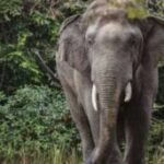 ନିର୍ମାଣଧିନ ପୋଲ ମାଟି ଭୁଶୁଡି ଦମ୍ପତି ମୃତ, ୧୨ ଘଣ୍ଟା ପରେ ମୃତଦେହ ଉଦ୍ଧାର