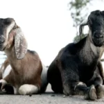 ଗଛରେ ଧକ୍କା ହେଲା କାର୍, ୪ ମୃତ