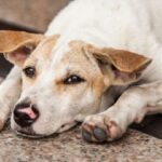 ଇଣ୍ଡୋନେସିଆରେ ଭୂସ୍ଖଳନ, ୭ ମୃତ ଓ ୮୨ ନିଖୋଜ