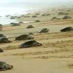 ଫାଷ୍ଟଫୁଡ଼ ଦୋକାନୀଙ୍କୁ ପିଟିପିଟି ହତ୍ୟା