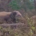 ମାର୍ଚ୍ଚ ୧୯ରୁ ଆରମ୍ଭ ହେବ ମାଟ୍ରିକ୍‌ ଖାତା ଦେଖା