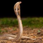 ଡ୍ରାଇଭିଂ ଶିଖିବା ବେଳେ ବୃଦ୍ଧଙ୍କ ଉପରେ ଚଢ଼ିଗଲା କାର୍