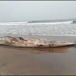 ଚଳିତ ମାଟ୍ରିକ ପରୀକ୍ଷାର ସବୁଠୁ କୁନି ପରିକ୍ଷାର୍ଥୀ, ଉଚ୍ଚତା ମାତ୍ର ଦେଢ଼ ଫୁଟ