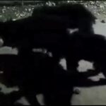 ଟ୍ରେନରେ କଟି ୨ ମୃତ