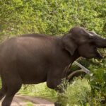 ମଧ୍ୟପ୍ରାଚ୍ୟ ଯୁଦ୍ଧର ପ୍ରଭାବ: ବଢିଲା ଖାଇବା ତେଲ ଦର